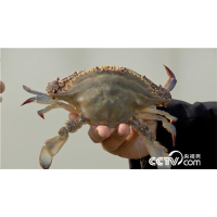 CCTV-7《致富经》《抓住两小时 他靠软壳蟹发硬财 20170315》