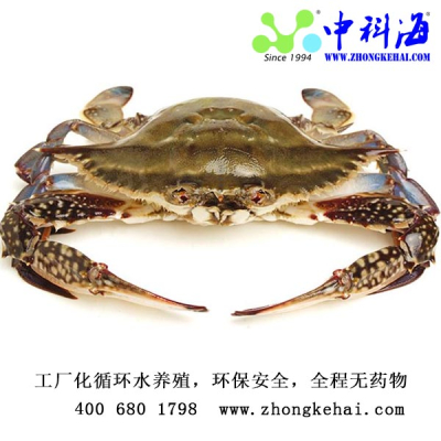 Cua bơi chất lượng cao