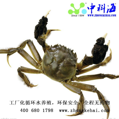 Cua lông nước mặn