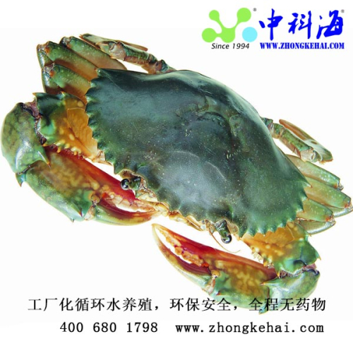 【蟳仙】牌 活青蟹/【螯仙】牌 香辣蟹/蟹钳