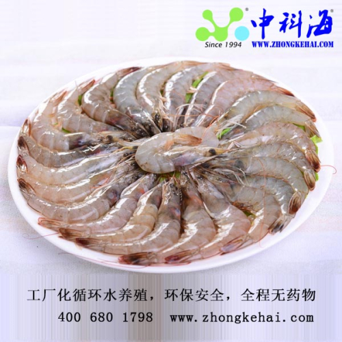 南美白对虾
